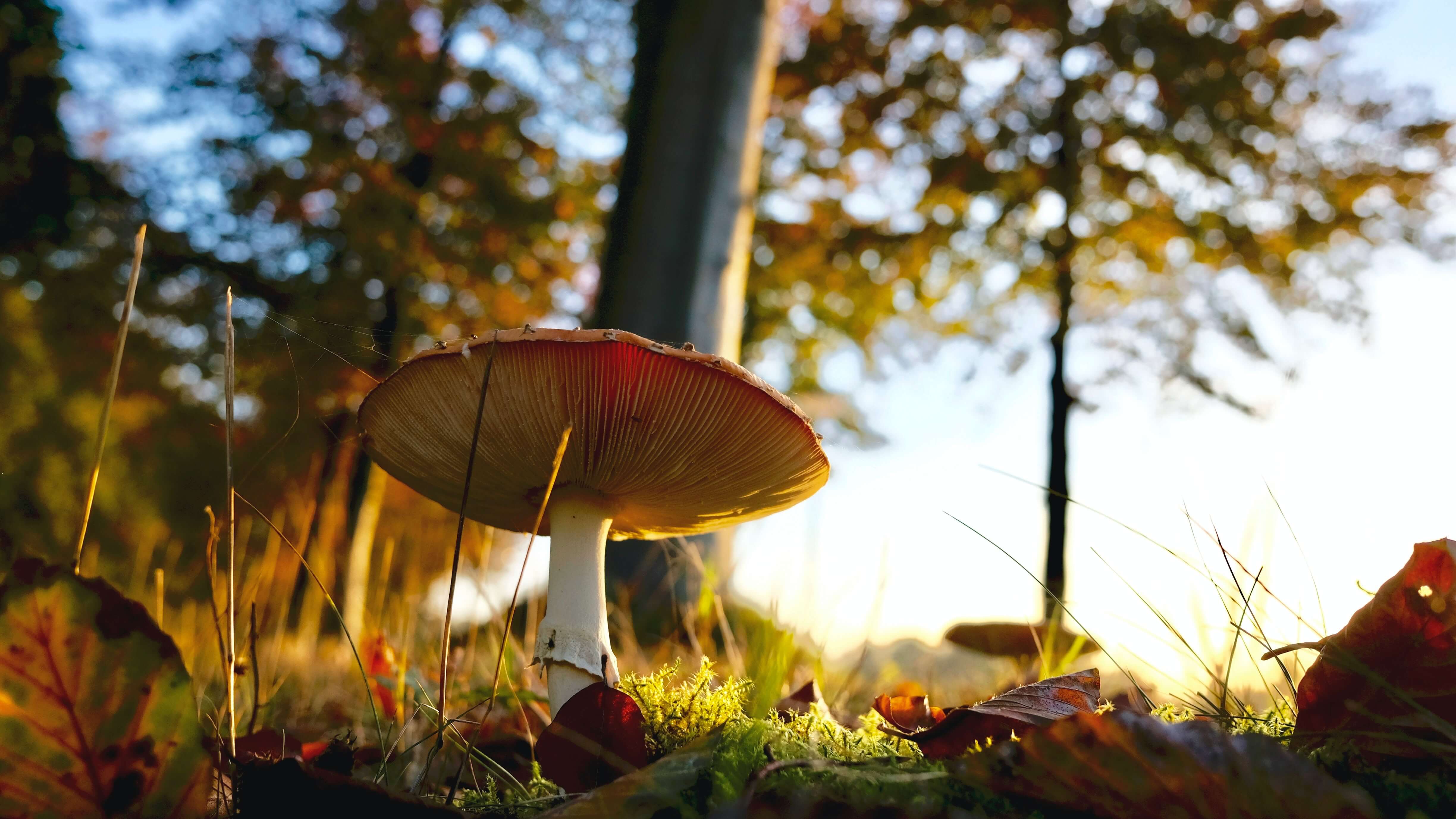 Saison de Champignons + Ceinture réfléchissante orange - Saison de Passionné