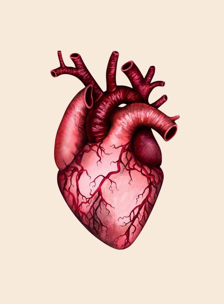 coeur et maladies cardio-vasculaires