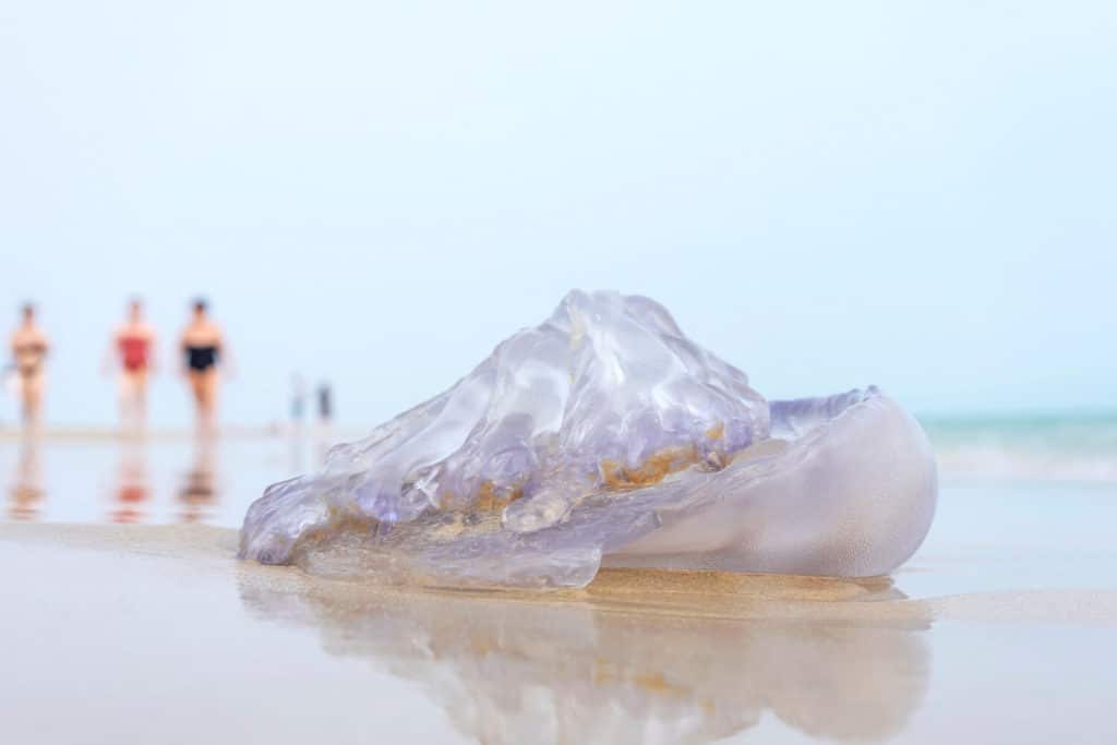 méduse échouée sur une plage de sable