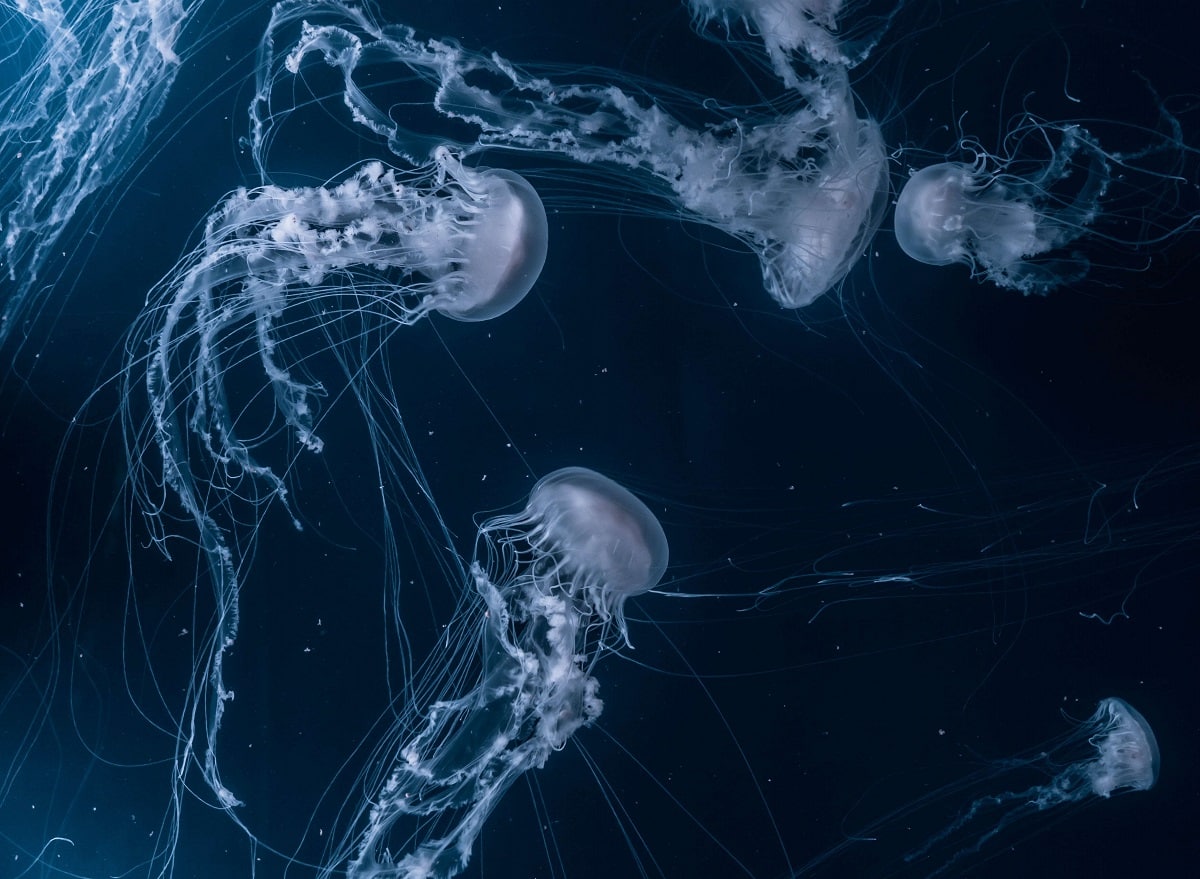 piqûre de méduse dans la mer