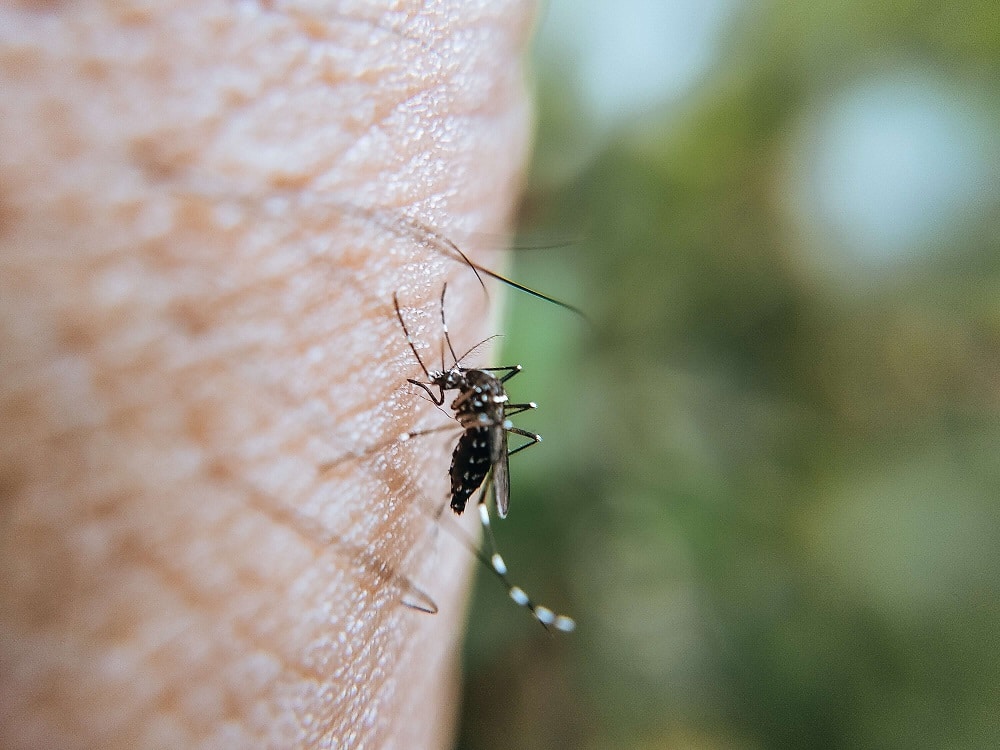 Tout savoir sur les moustiques - Parasidose