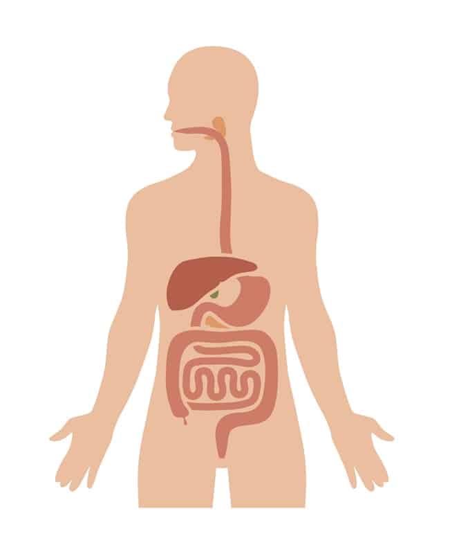 comment se déroule la digestion
