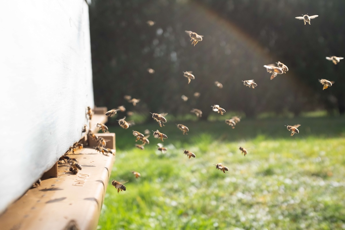 conseils pharmacien propolis