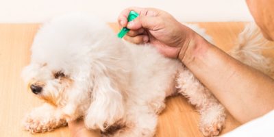 traitements vétérinaires contre les puces et les tiques